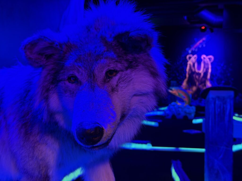 Des détails Blacklight sur le terrain